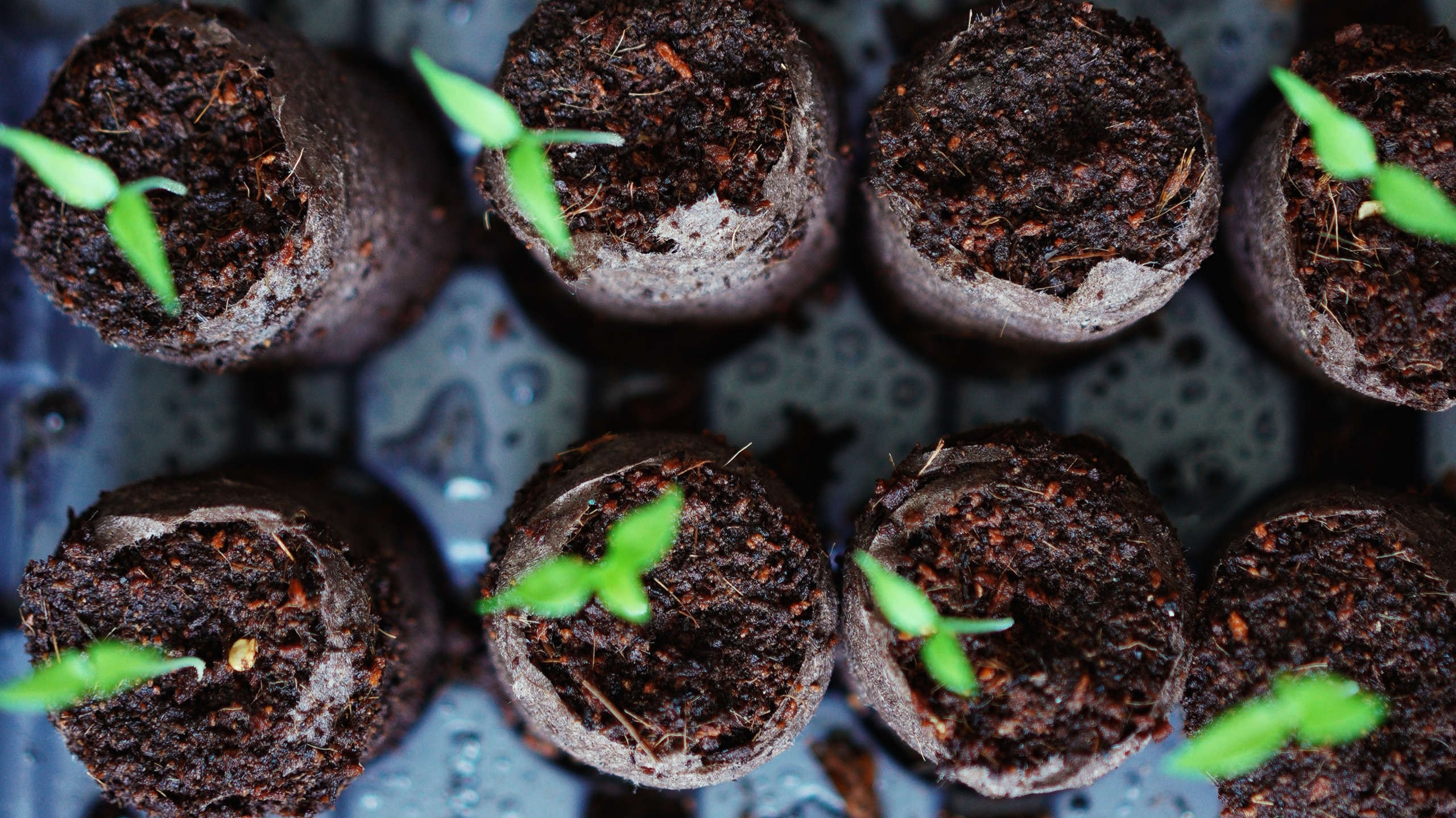 Green plants sprouting out of black soil.