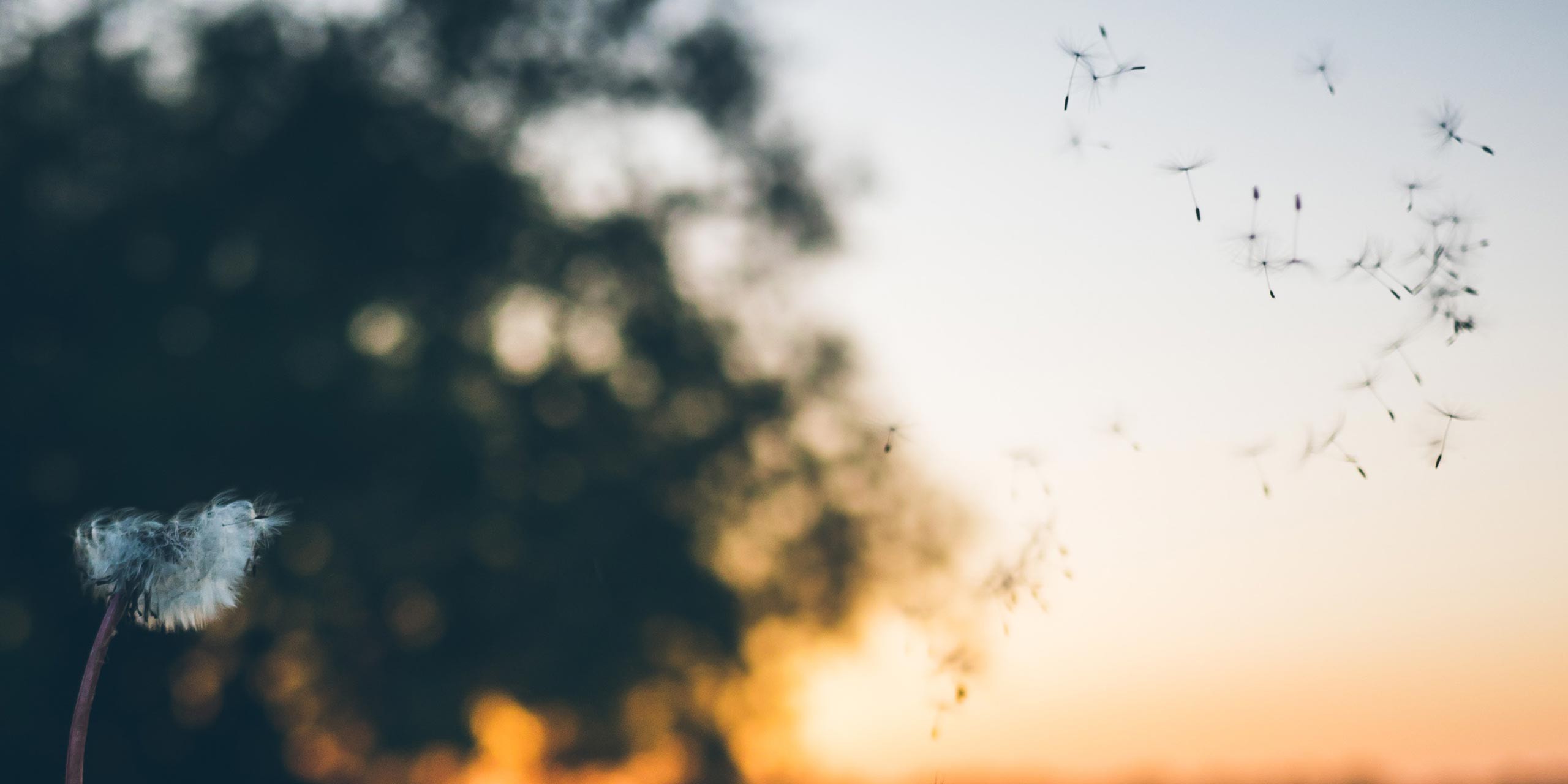 Dandelions in the sunset.